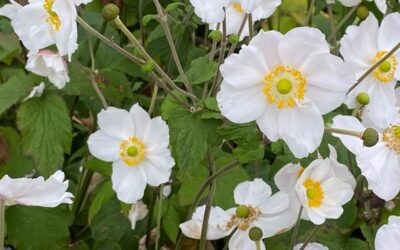 Anemone × hybrida Honorine Jobert