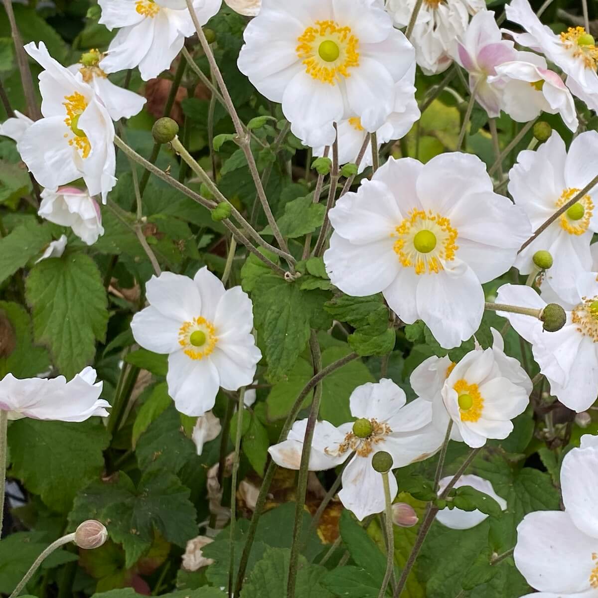 Anemone × hybrida Honorine Jobert Flowers Cropped Anemone Honorine Jobert Flowers