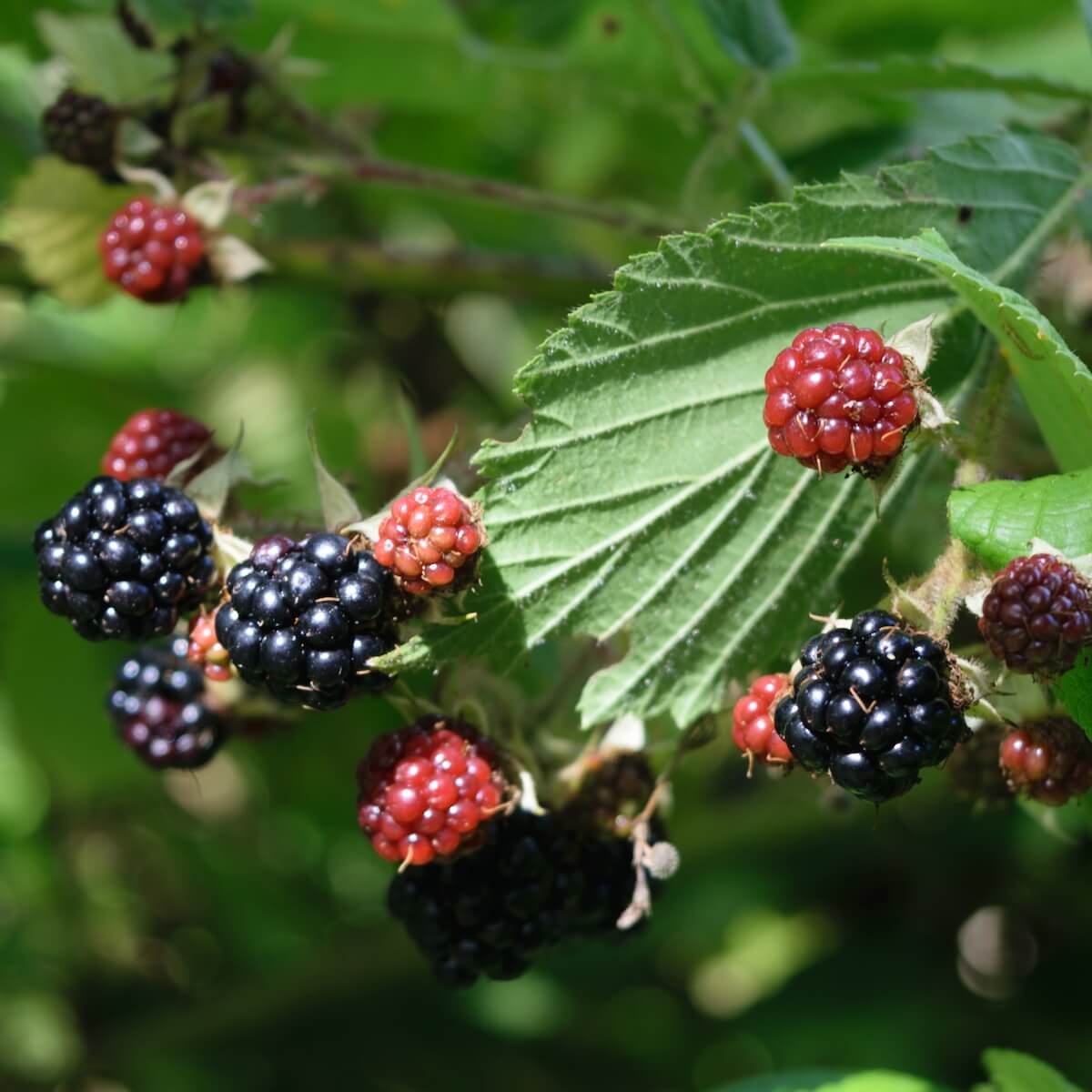 Blackberries Fruit Ripening on the Plant Blackberries Fruit Ripening on the Plant