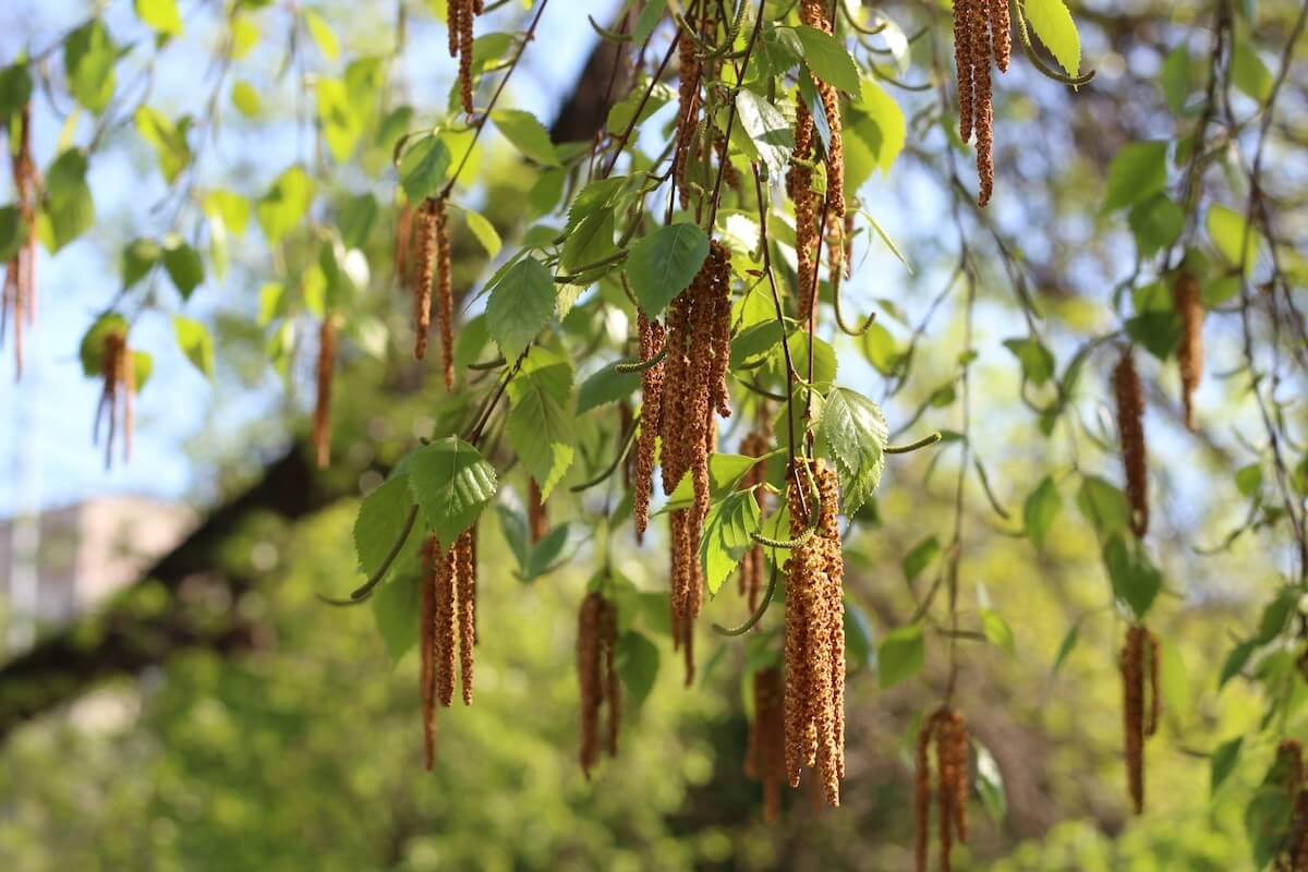 Birch Catkins in Spring Betula Jacquemontii - Himalayan Birch Catkins in Spring