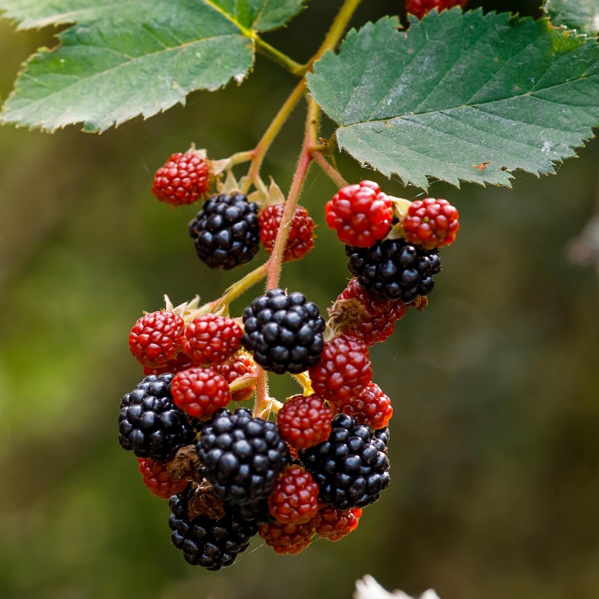 Blackberry Loch Ness fruit Ripening on the Plant