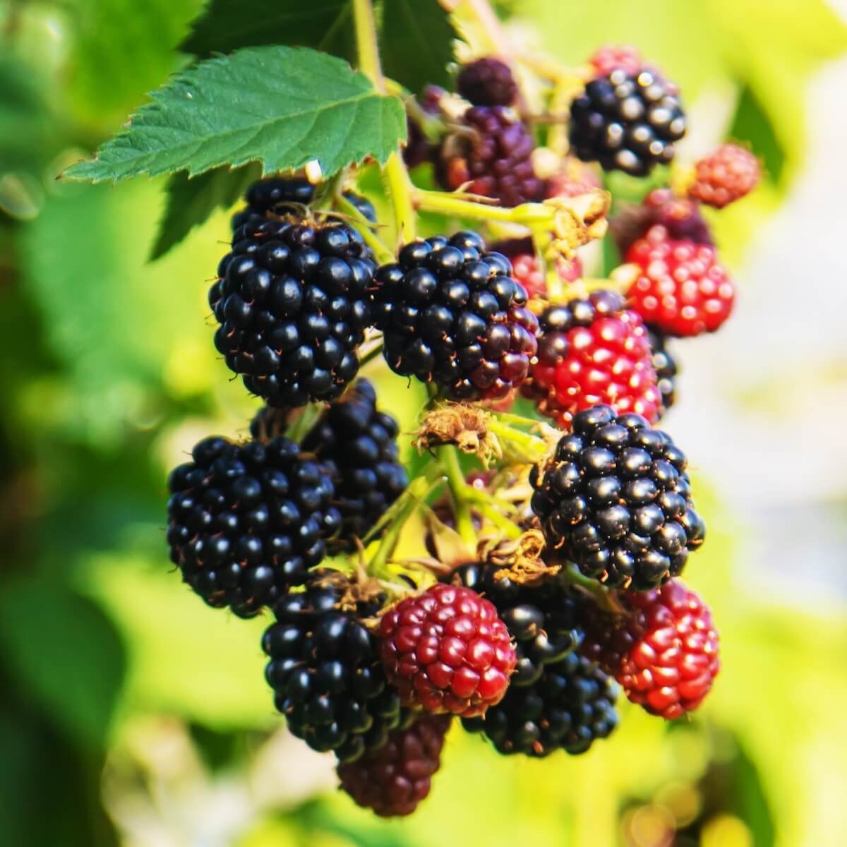 Blackberry Oregon Thornless Fruit Ripening on the Plant