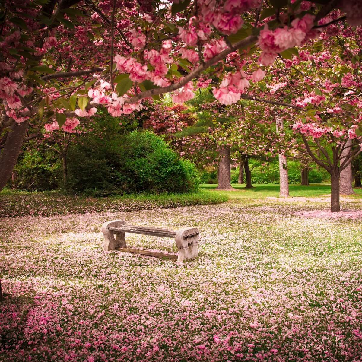 Cherry Trees with a Bench in the Garden Ornamental Trees Cherry Trees with a Bench in the Garden