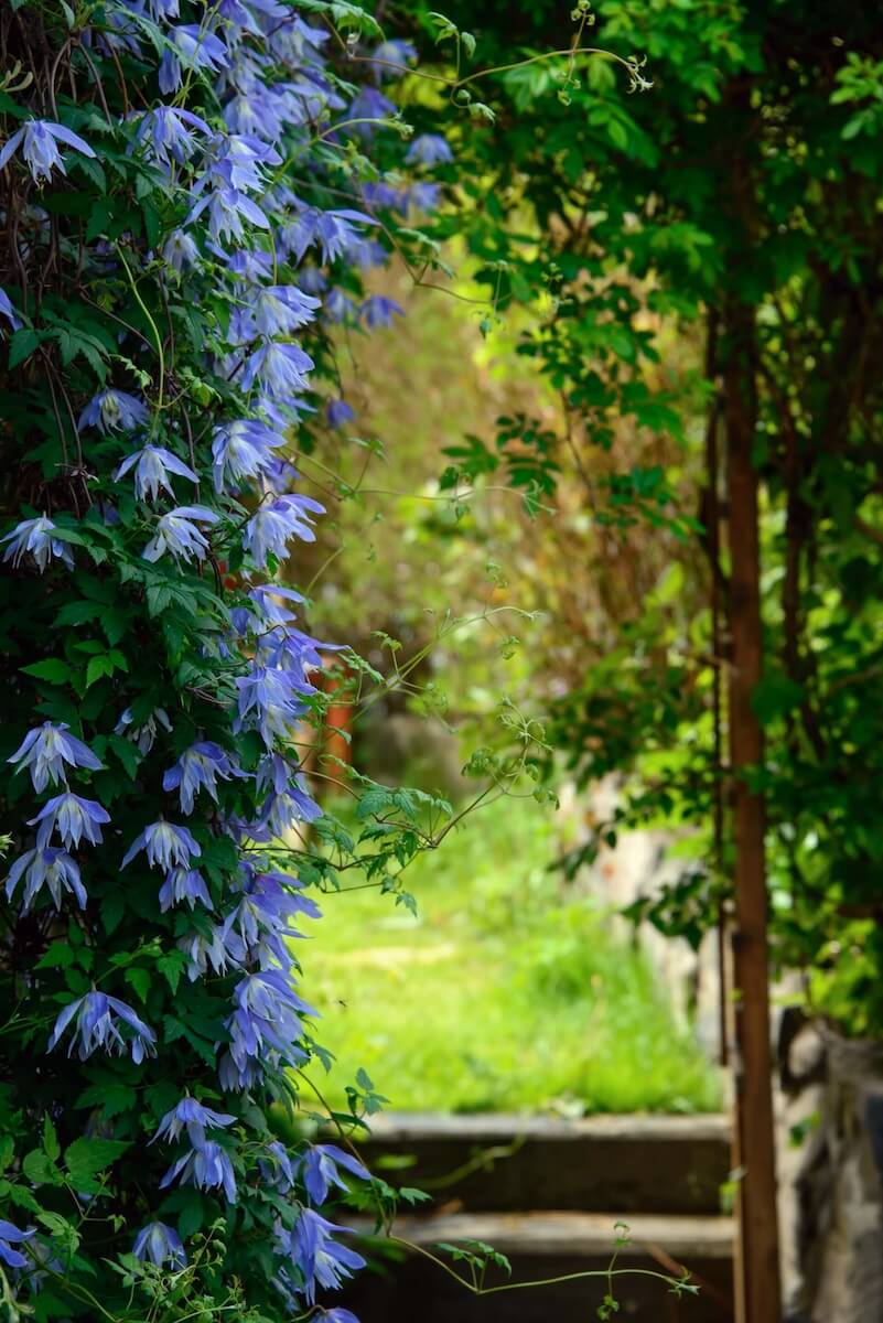 Clematis macropetala Background Pruning Group 1 Clematis macropetala