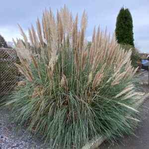 Cortaderia selloana – Pampas Grass