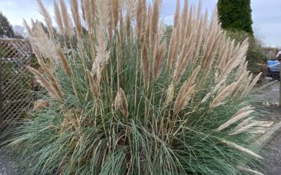 Cortaderia selloana – Pampas Grass