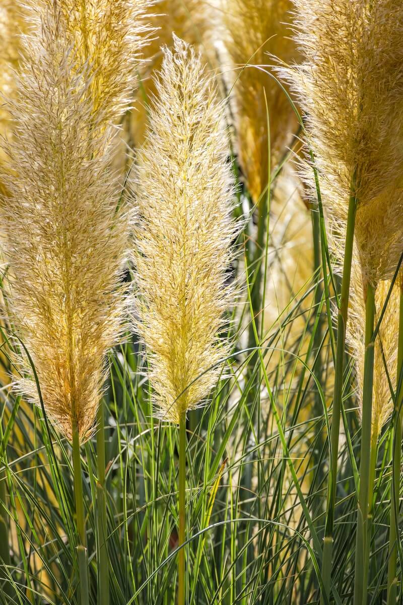 Cortaderia selloana Pampas Grass in the Garden Cortaderia selloana Pampas Grass in the Garden