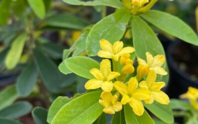Daphne gemmata Royal Crown