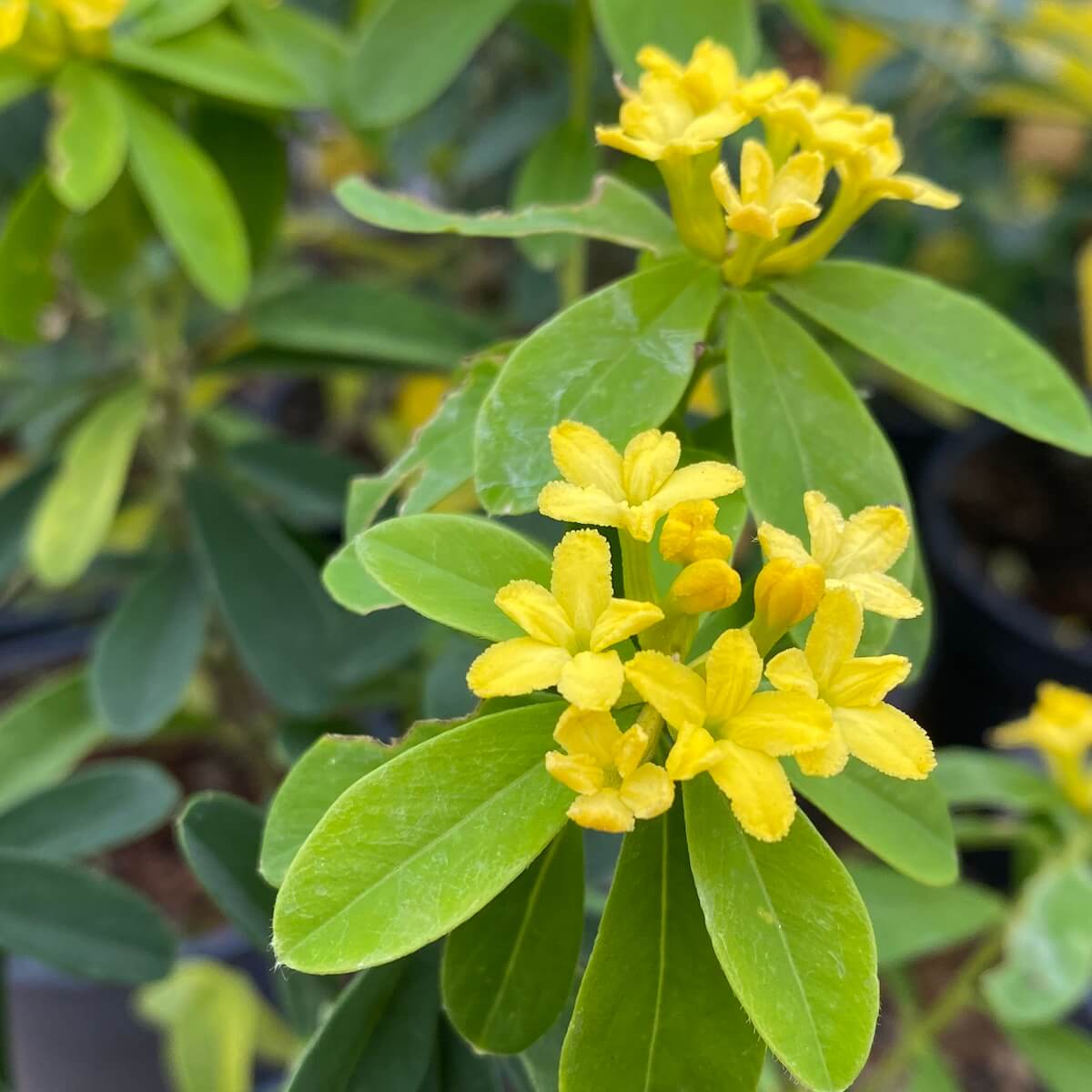 Daphne gemmata Royal Crown Flowering in December
