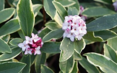 Daphne odora Aureomarginata
