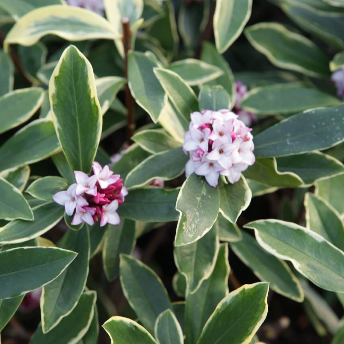 Daphne Odora Aureomarginata Flowers and Variegated Leaves Daphne Odora Aureomarginata Flowers and Variegated Leaves