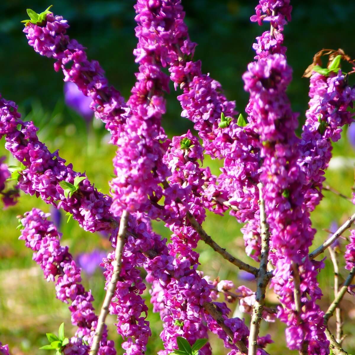 Daphne mezereum Winter Flowering Daphne mezereum Winter Flowering