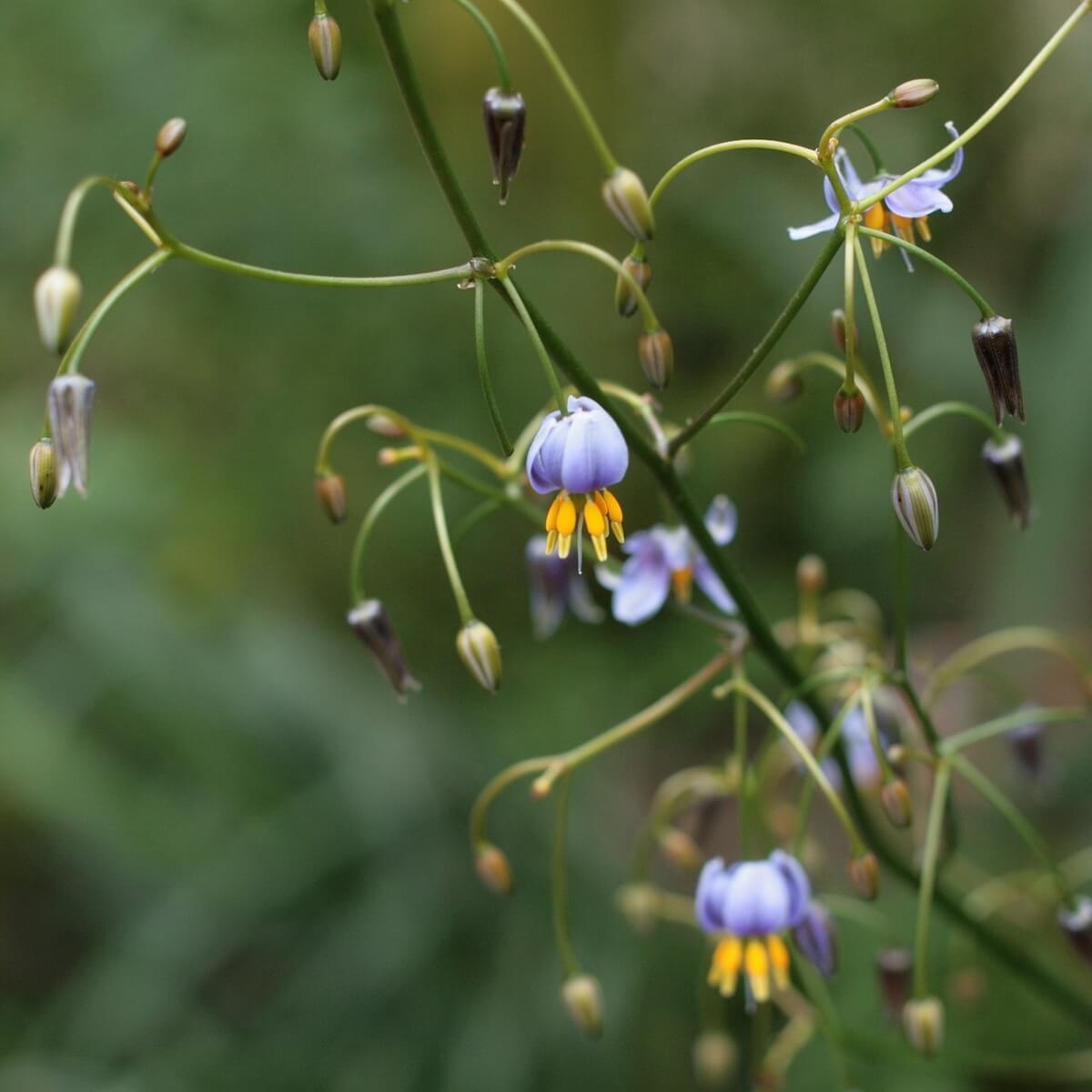 Dianella Flowers