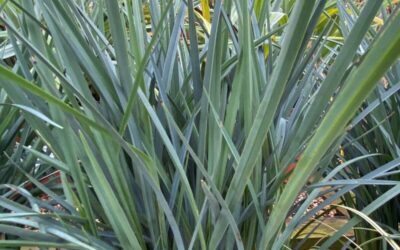 Dianella revoluta Coolvista
