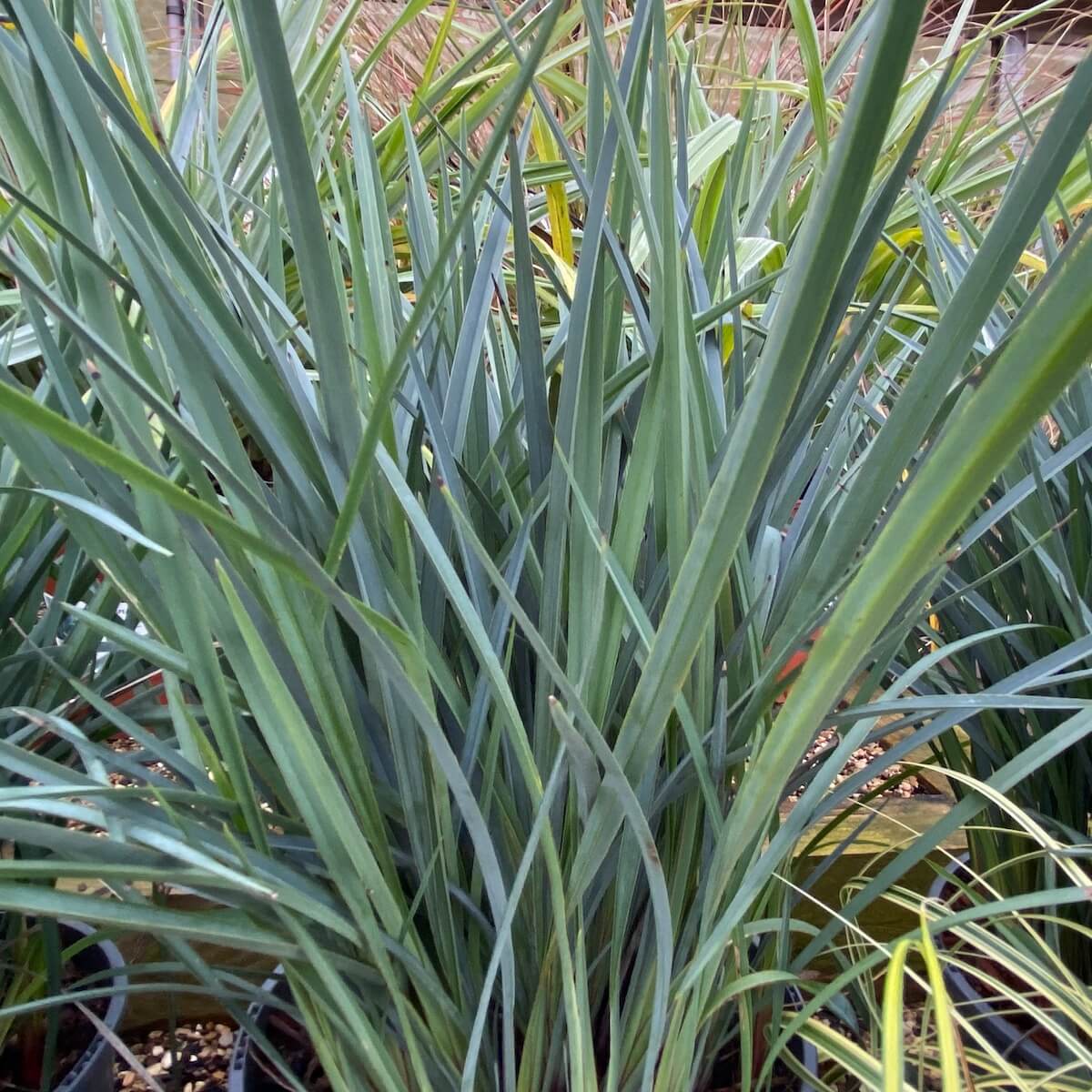 Dianella revoluta Coolvista in December