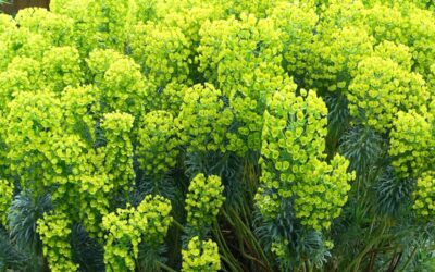 Euphorbia characias subsp. wulfenii