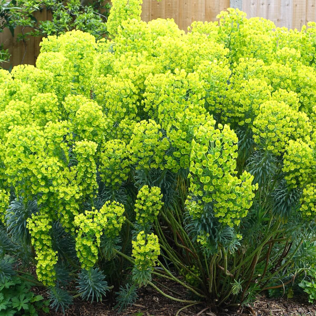 Euphorbia characias subsp. wulfenii Flowering Euphorbia wulfenii Flowering