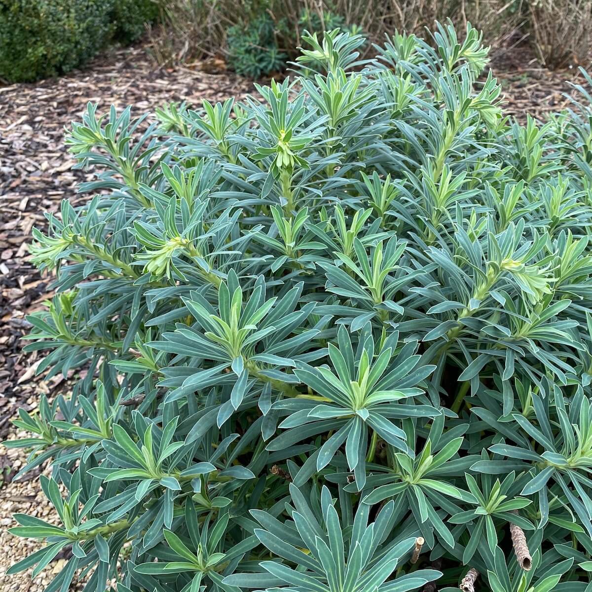 Euphorbia characias subsp. wulfenii in December Euphorbia wulfenii in December