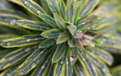 Euphorbia Ascot Rainbow