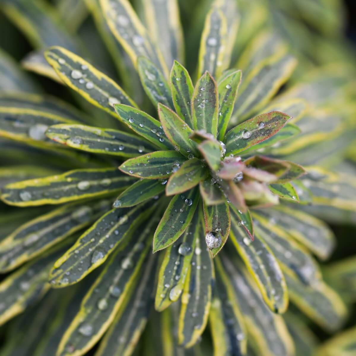 Euphorbia × martini Ascot Rainbow Euphorbia Ascot Rainbow