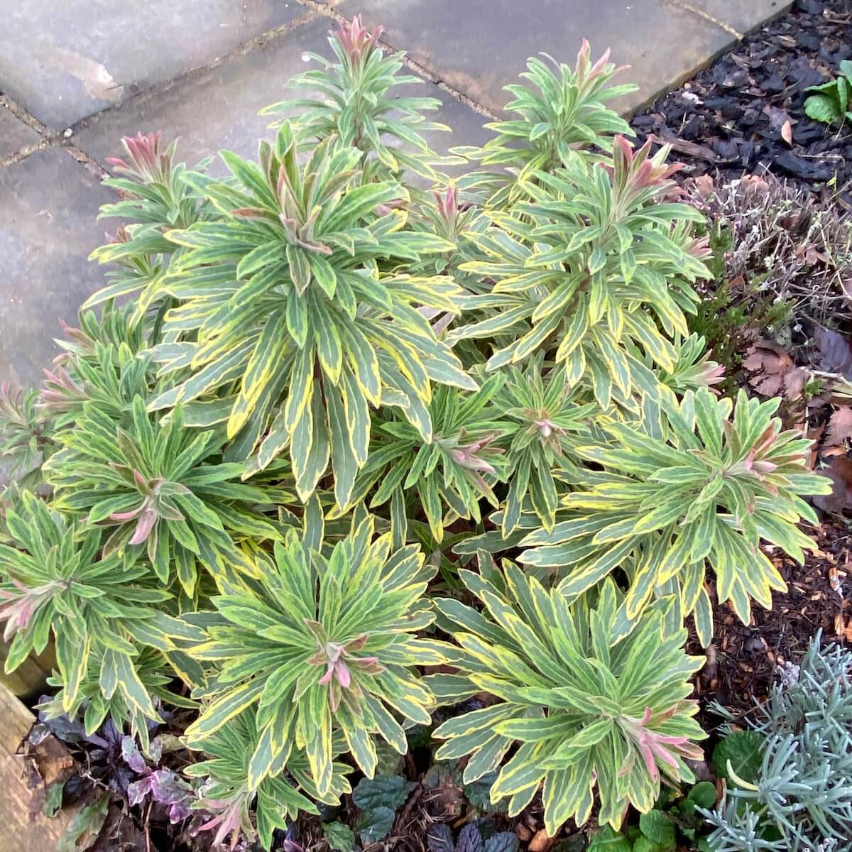 Euphorbia × martini Ascot Rainbow Variegated Foliage Cropped Euphorbia Ascot Rainbow Variegated Foliage