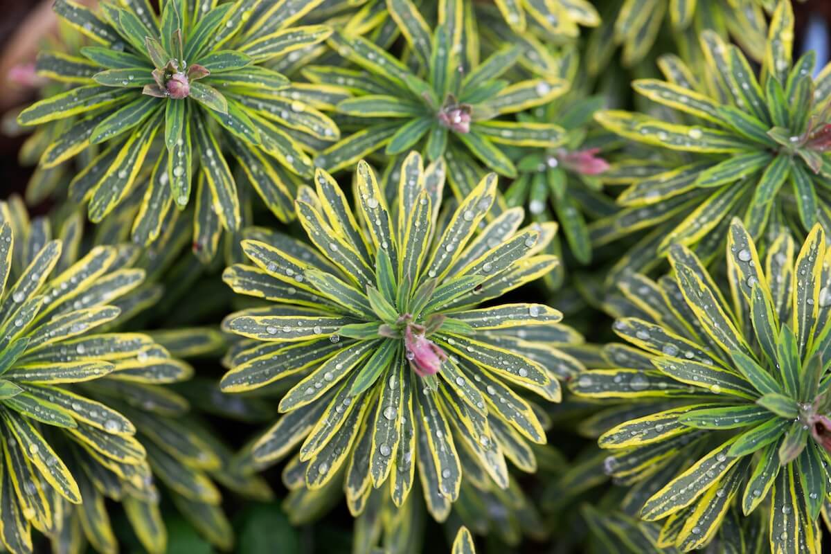 Euphorbia × martini Ascot Rainbow Euphorbia Ascot Rainbow