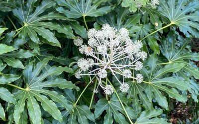 Fatsia Japonica