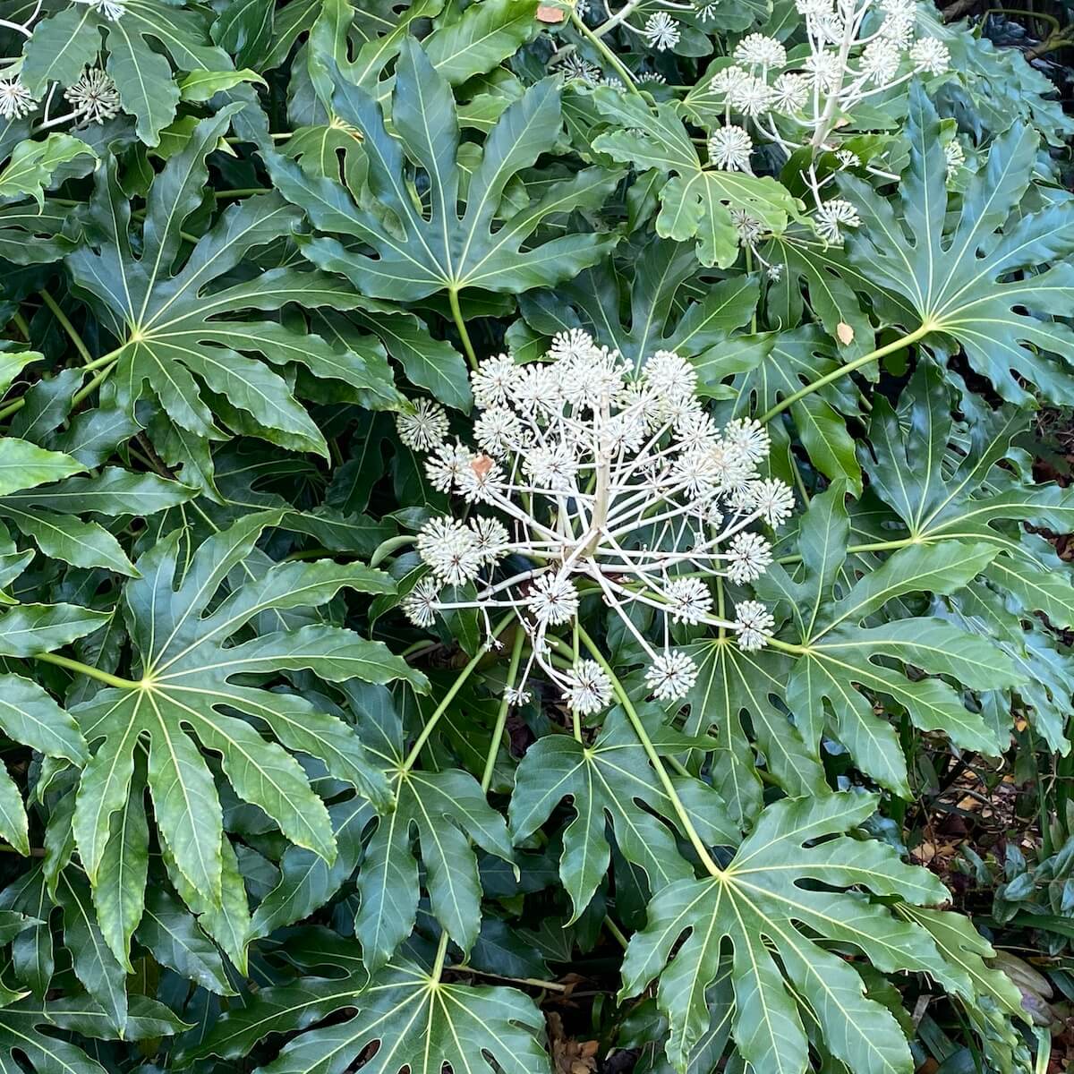 Fatsia japonica Flowers and Foliage