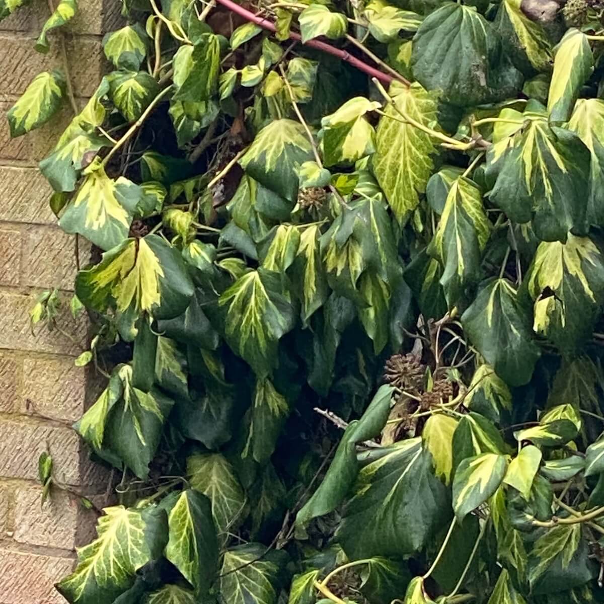 Hedera colchica Sulphur Heart Hedera colchica Sulphur Heart