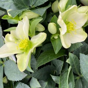 Helleborus niger
