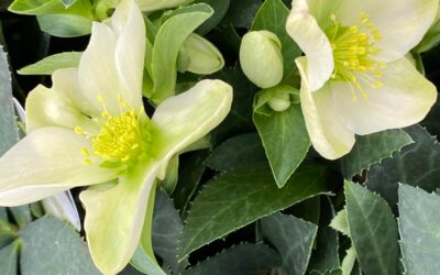 Helleborus niger