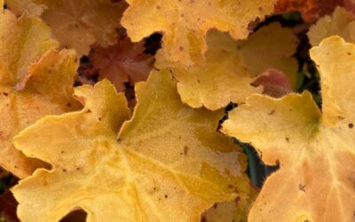 Heuchera Caramel