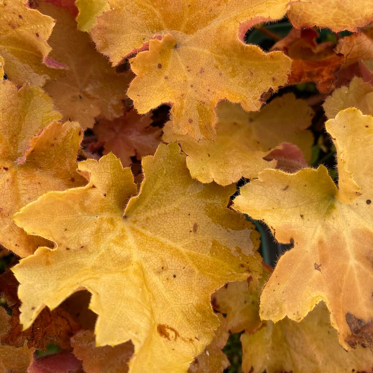 Heuchera Caramel Foliage Close Up Cropped Heuchera Caramel Foliage Close Up