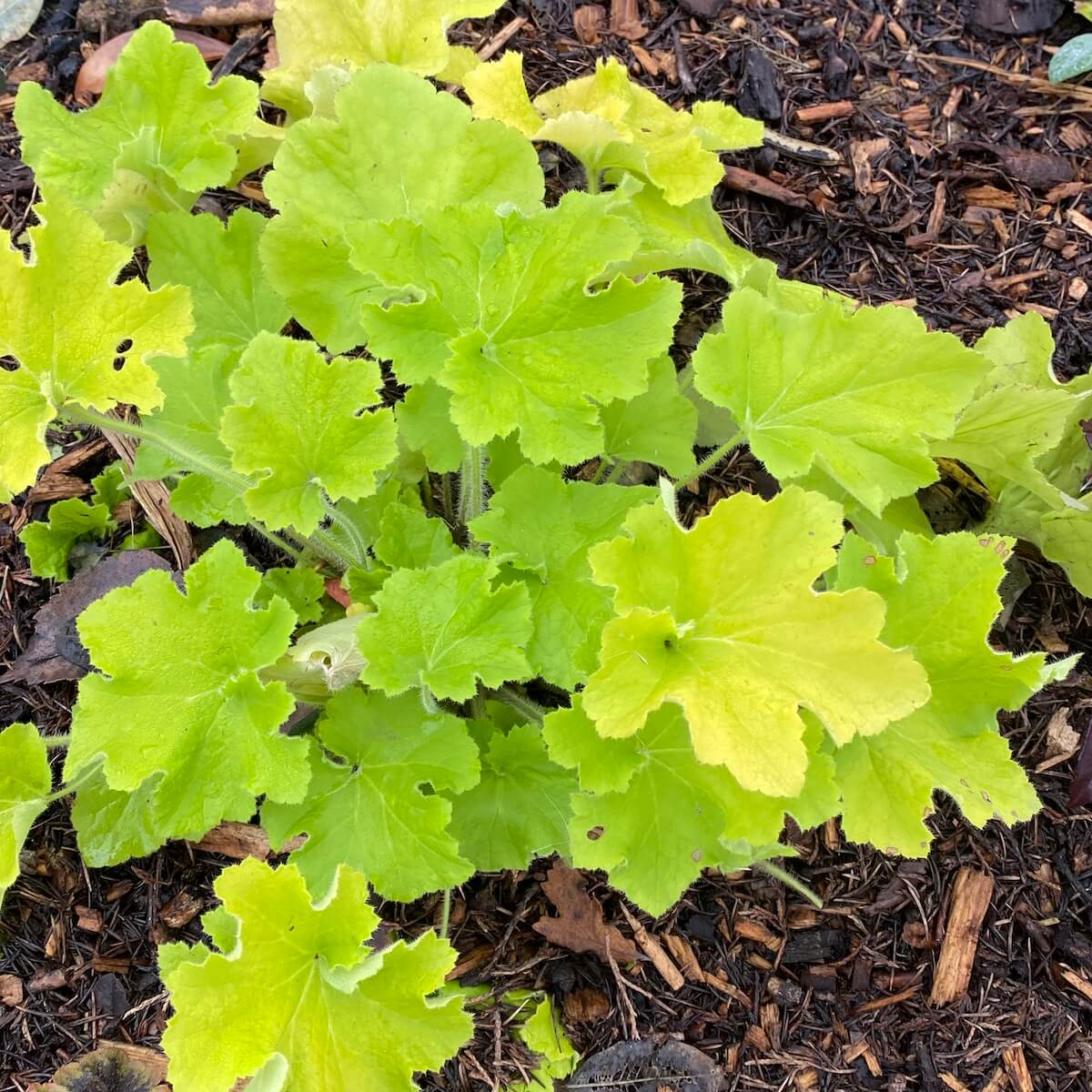 Heuchera Lime Marmalade Heuchera Lime Marmalade