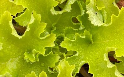 Heuchera Lime Marmalade