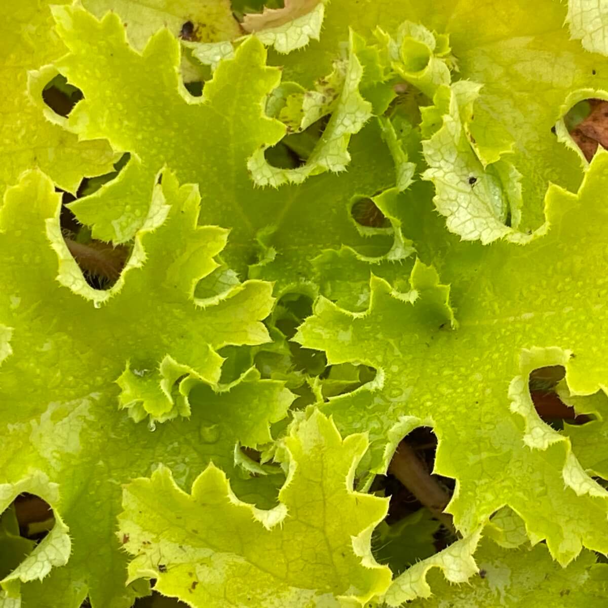 Heuchera Lime Marmalade Close Up Heuchera Lime Marmalade