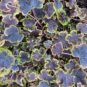 Heucherella Solar Eclipse