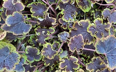 Heucherella Solar Eclipse