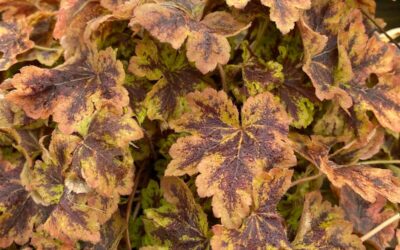 Heucherella Solar Power