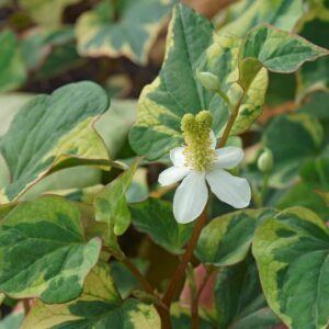 Houttuynia cordata Chameleon