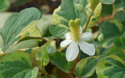 Houttuynia cordata Chameleon