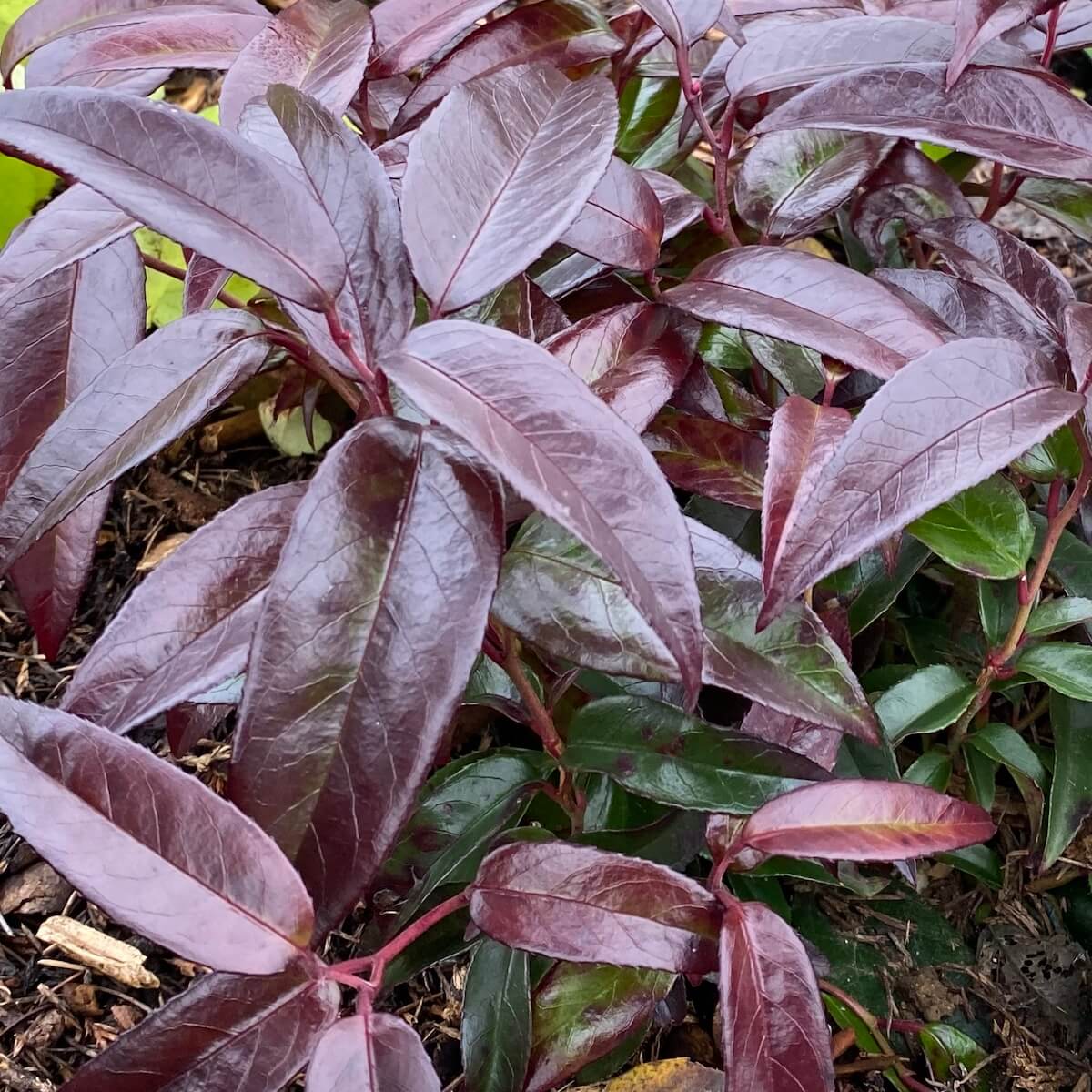 Leucothoe Carinella Close Up Cropped Leucothoe Carinella Red Foliage