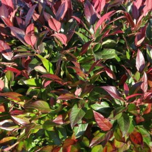 Leucothoe Scarletta
