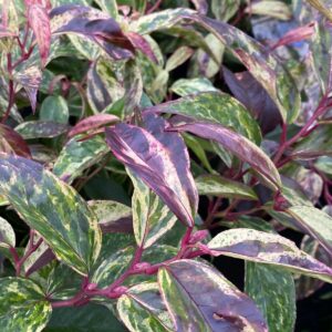 Leucothoe fontanesiana Rainbow