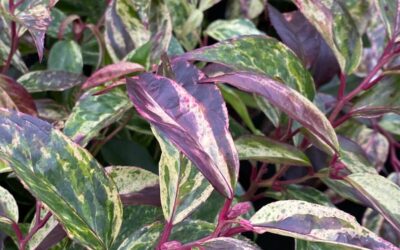 Leucothoe fontanesiana Rainbow