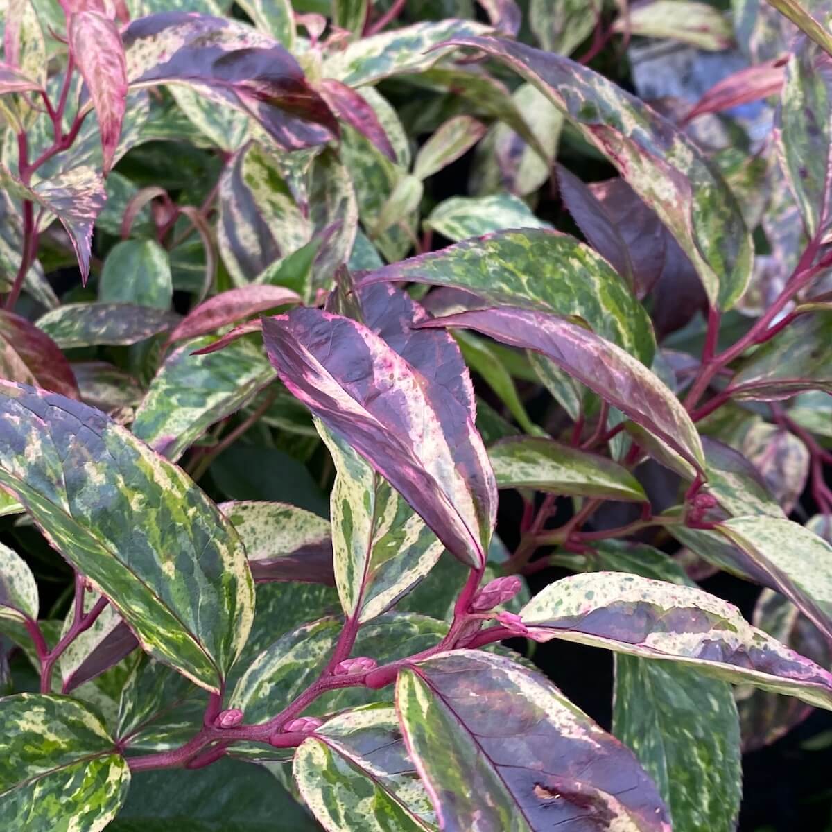 Leucothoe fontanesiana Rainbow Variegated Leaves Cropped Leucothoe fontanesiana Rainbow Variegated Leaves
