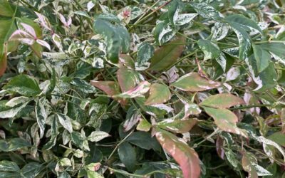 Nandina domestica Twilight