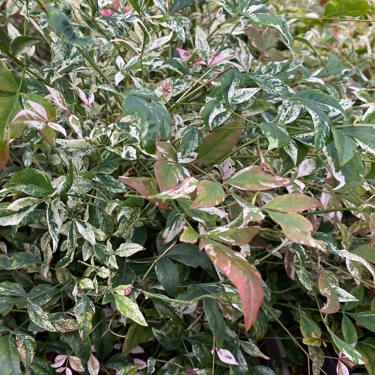 Nandina domestica Twilight Variegated Foliage Cropped Nandina domestica Twilight Variegated Foliage