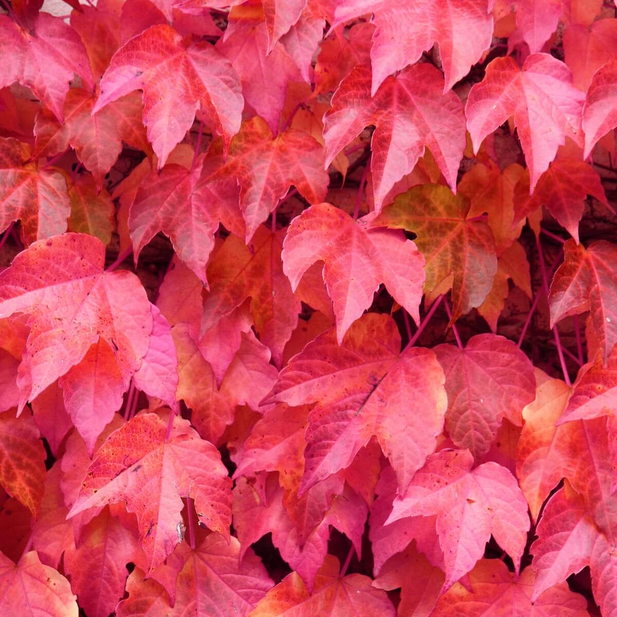 Parthenocissus tricuspidata Close Up of Leaves Showing Autumn Colour Cropped Parthenocissus tricuspidata - Boston Ivy Close Up of Leaves Showing Autumn Colour