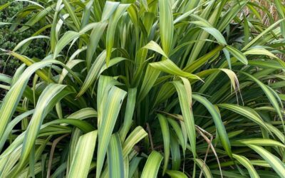 Phormium Yellow Wave